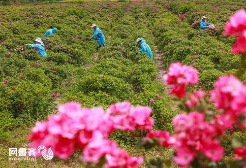 组图丨 鲜花经济 助农增收